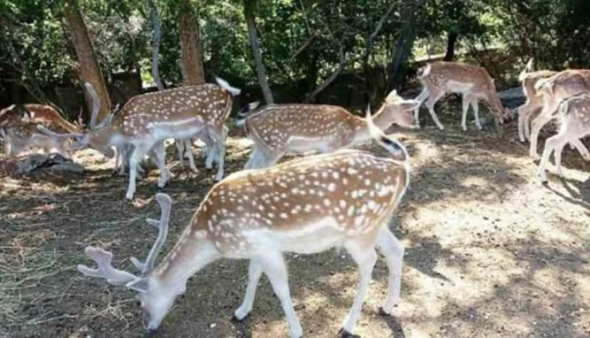 Τα ελαφάκια της Παναγίας Εικοσιφοίνισσας (βίντεο)